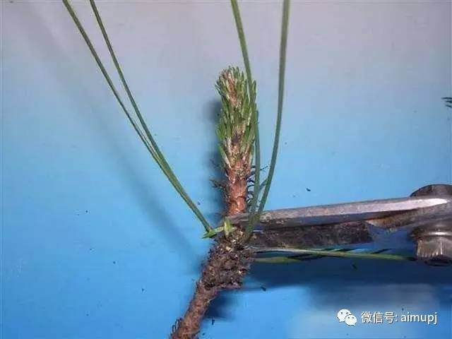 松树盆景短针的正确姿势 大师的绝活你学不学图解