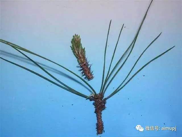 松树盆景短针的正确姿势 大师的绝活你学不学图解