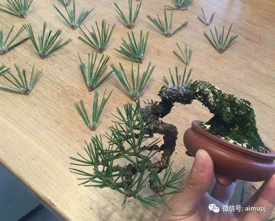 松树盆景短针的正确姿势 大师的绝活你学不学图解