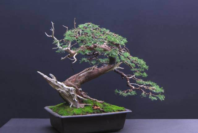 第一次制作盆景应当选什么植物 图片