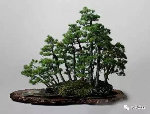 光照对盆景的重要作用【图解】