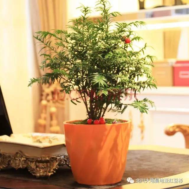 红豆杉盆景专家教你如何养护!【图解】