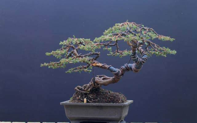 为什么现在日本的盆景比中国的制作精美