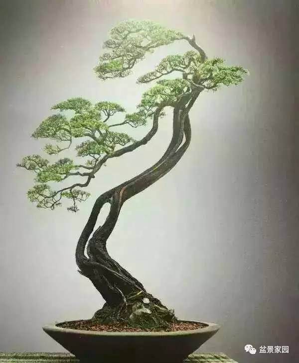 让你的盆景安全度过夏天【图解】