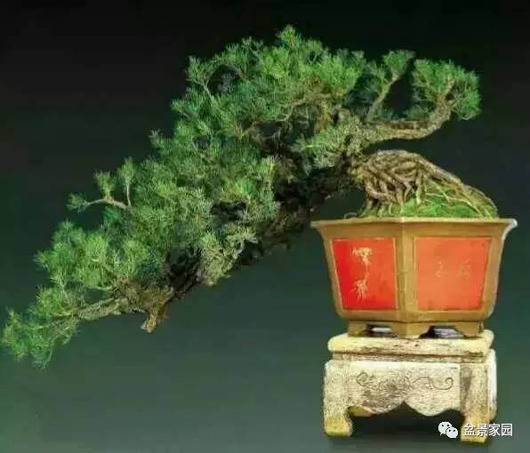 让你的盆景安全度过夏天【图解】