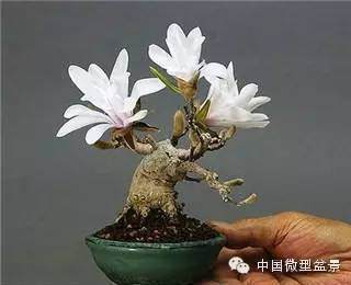 微型盆景未来发展前景分析一二三 图片