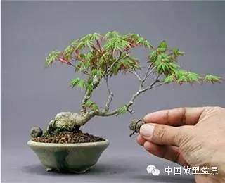 微型盆景未来发展前景分析一二三 图片