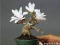 微型盆景未来发展前景分析一二三 图片