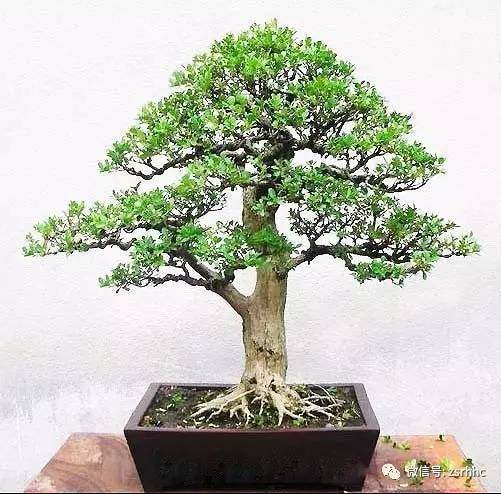 老桩黄杨盆景移植后怎么养护的方法