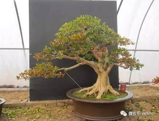 老桩黄杨盆景怎么取材造型的方法