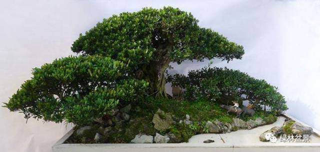 三峡蚊母盆景怎样养护的5个方法