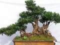 三峡蚊母盆景怎样养护的5个方法