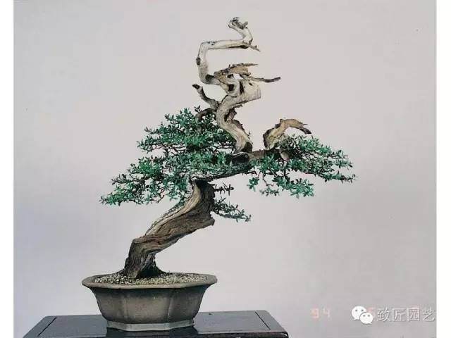 枯干枯梢式盆景制作方法【图解】