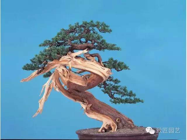 枯干枯梢式盆景制作方法【图解】