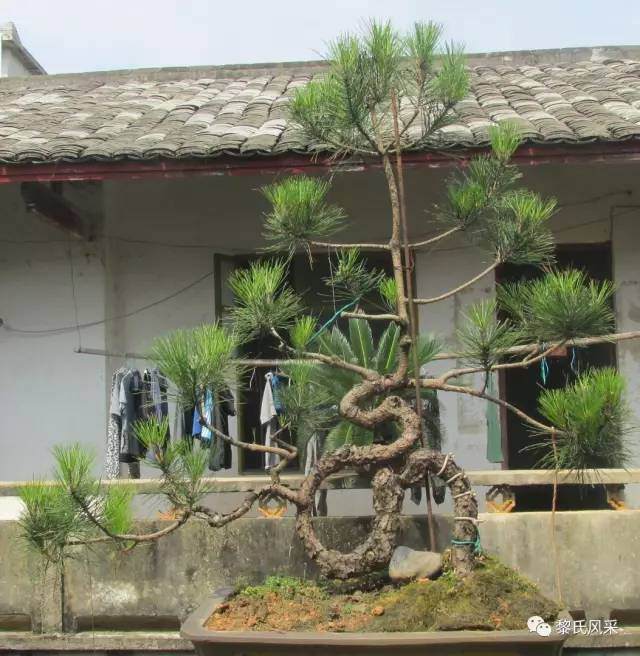 农村里的奇石和盆景艺术家黎健武【多图】