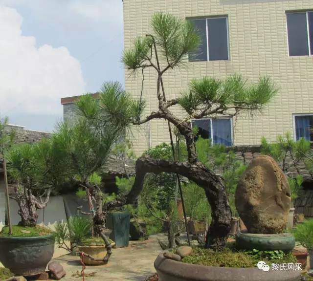 农村里的奇石和盆景艺术家黎健武【多图】