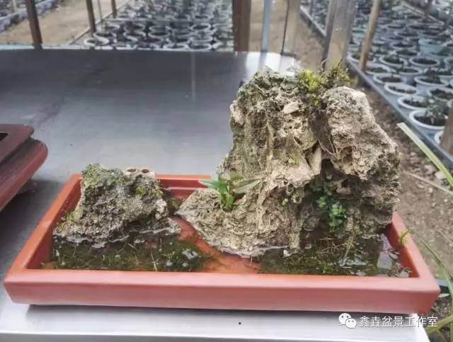 铁皮石斛盆栽的养护技巧【图解】