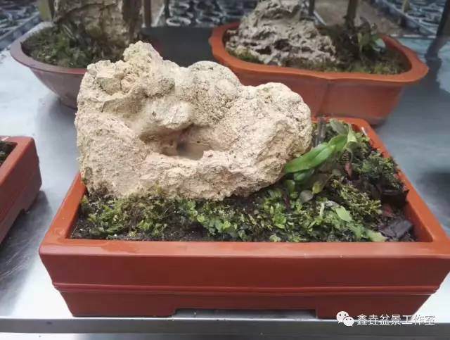铁皮石斛盆景种植方法【图解】