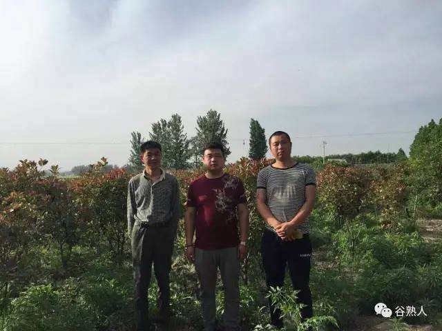 第八期:从盆景到绿化树,谷熟的这个小伙走在市场前头【图】