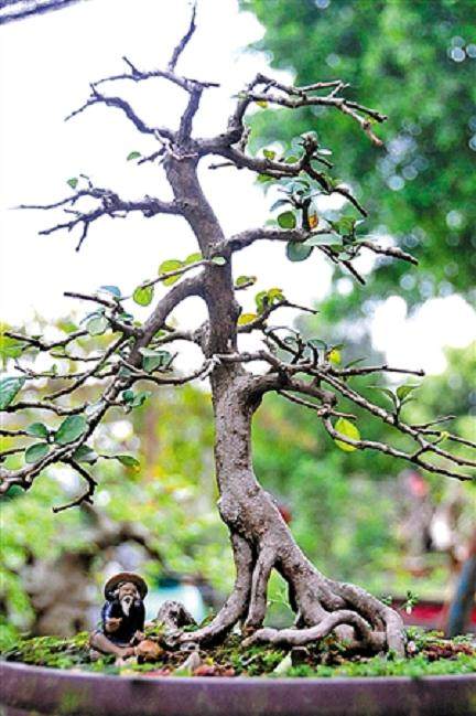 &ldquo;盆景&rdquo;路上悟出人生真谛【图】