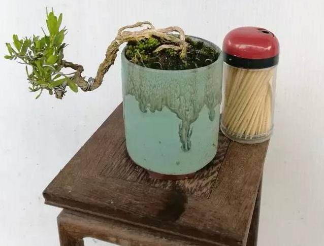 园艺治疗本源自西方，又何以联繫上中国传统的盆景？【图】