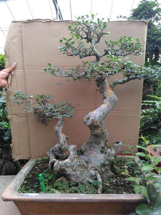 中盆协重大通告——中国爵——中国盆景作家国家大赛细则出台