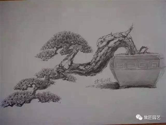 经典盆景图文怎么造型设计 图片