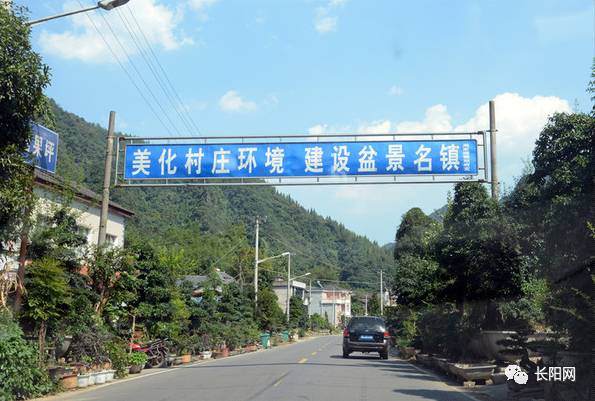 长阳高家堰小盆景栽出亿元致富梦 图片