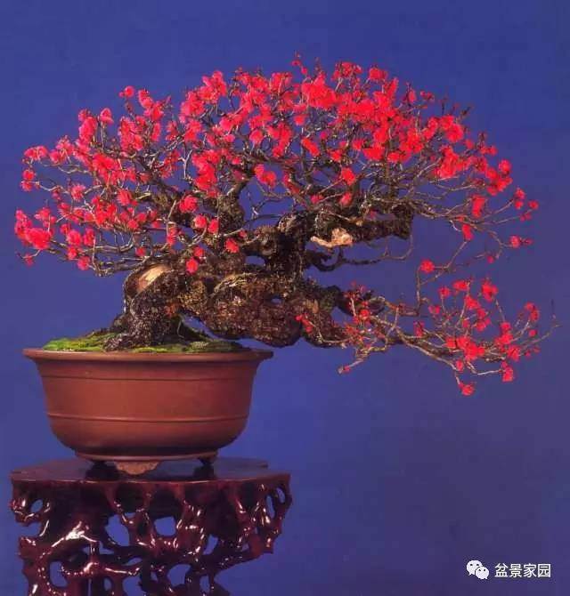 教给你几个养好梅花盆景的技巧【图解】