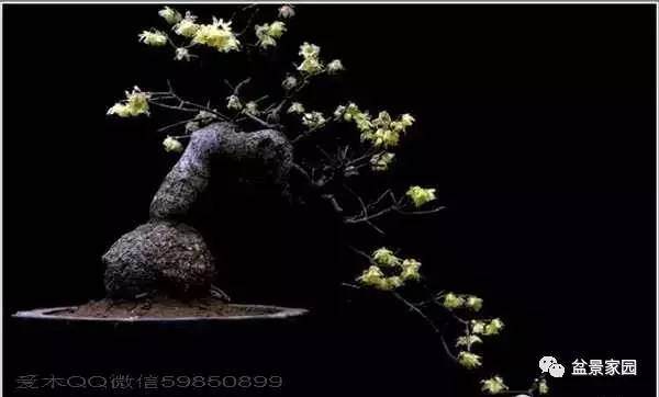 教给你几个养好梅花盆景的技巧【图解】