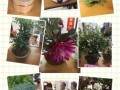 东岸新里楼组盆景交流会暨绿化花卉智讲堂 图片