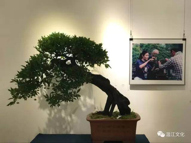 2017温江区川派盆景盘扎技艺展【图】