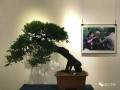 2017温江区川派盆景盘扎技艺展 图片