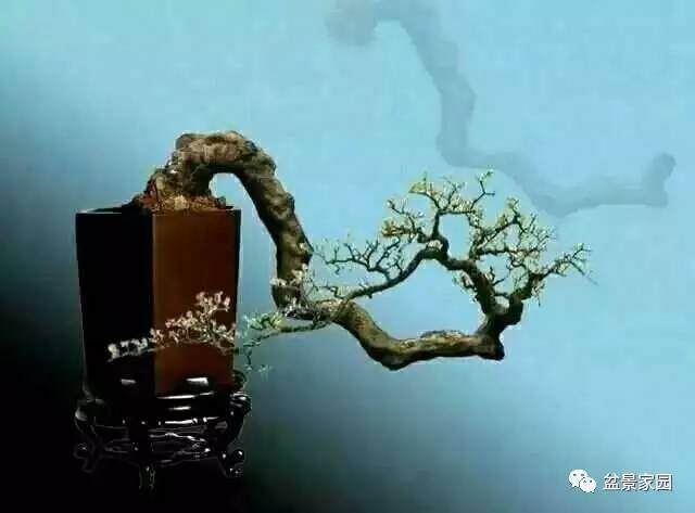 盆景树桩设计如何做到和谐