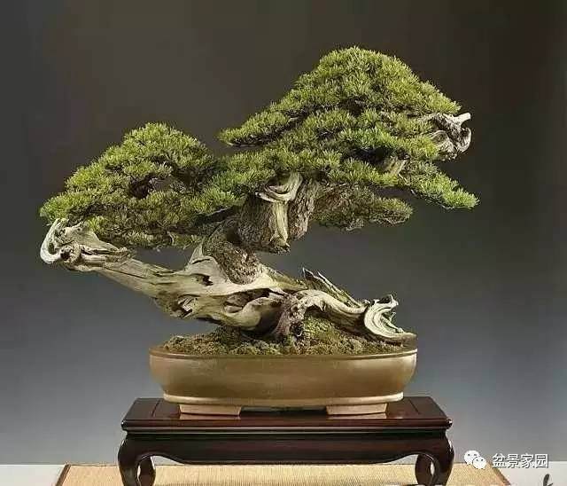 盆景树桩设计如何做到和谐