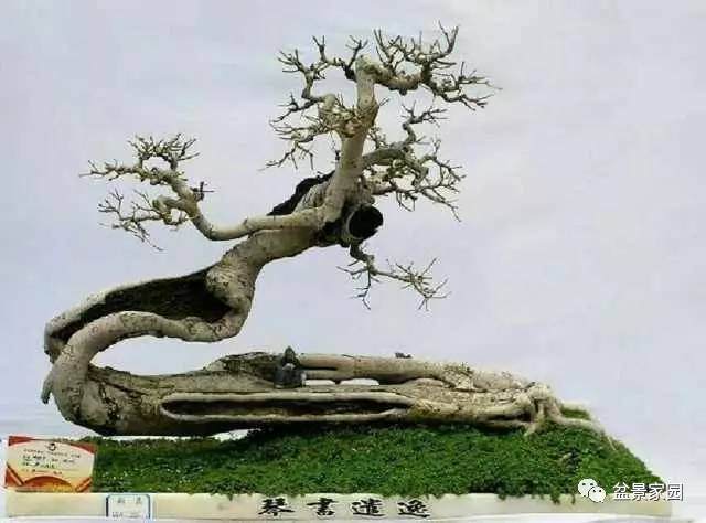 盆景树桩设计如何做到和谐