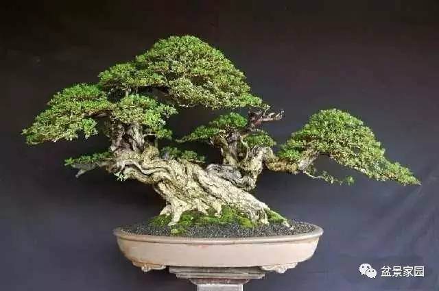 盆景树桩设计基本要领 新枝干和尾干设计的原则【图】