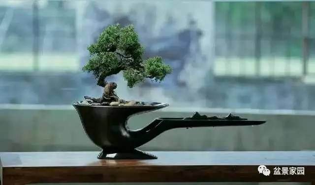 盆景树桩设计概要，树枝应该怎么布局【图】