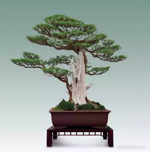 2016中国顶级柏树盆景大全,园艺城有两盆【图】