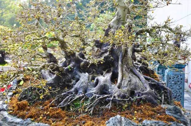 2015第七届新会葵乡文化艺术节盆景展【图】