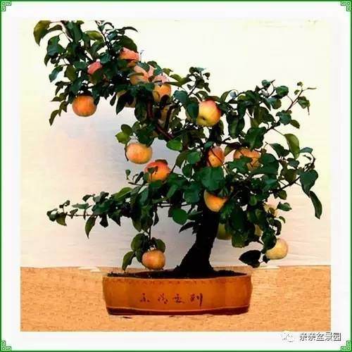 让果树盆景当年见果的两种方法【图解】