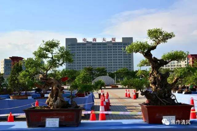 博爱县盆景展：为&ldquo;太行山下小江南&ldquo;增光添彩【图】