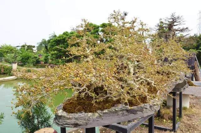 关于第九届中国花博会在如皋公开征集盆景作品的通知