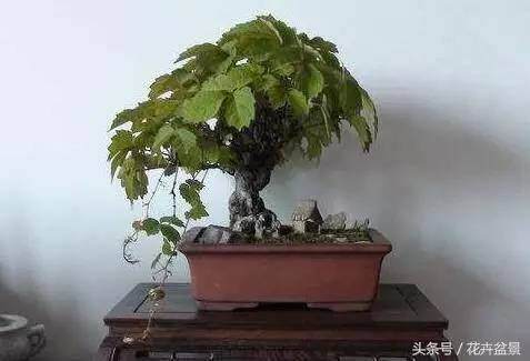 但是如果把 爬山虎作为盆栽来养是一种什么味道呢?【图】