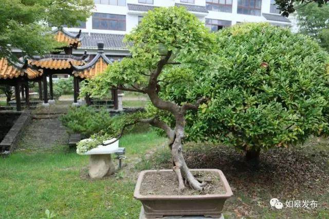 全省105个农业特色小镇名录出炉，如城盆景创意小镇入围！