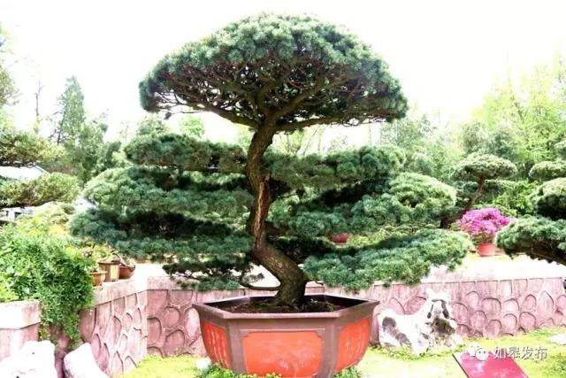 全省105个农业特色小镇名录出炉，如城盆景创意小镇入围！