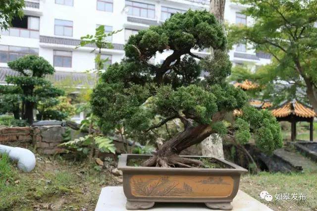 全省105个农业特色小镇名录出炉，如城盆景创意小镇入围！