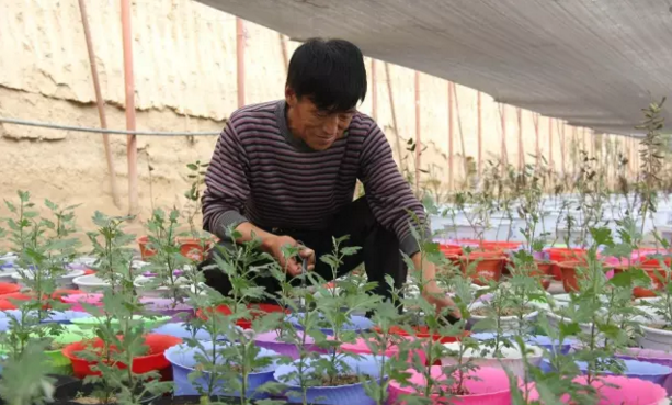 安塞农民种植盆景脱贫 一株黄荆老桩能卖4000元