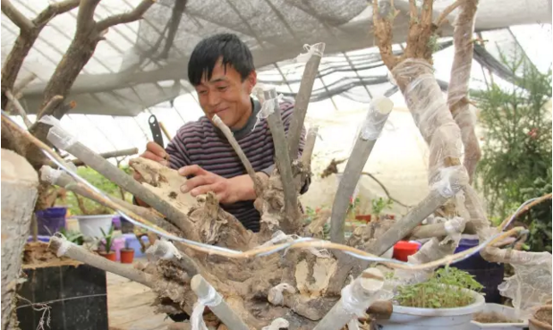 安塞农民种植盆景脱贫 一株黄荆老桩能卖4000元