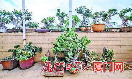 八旬老人捐出55座中大型盆景 婉拒他人高价收购